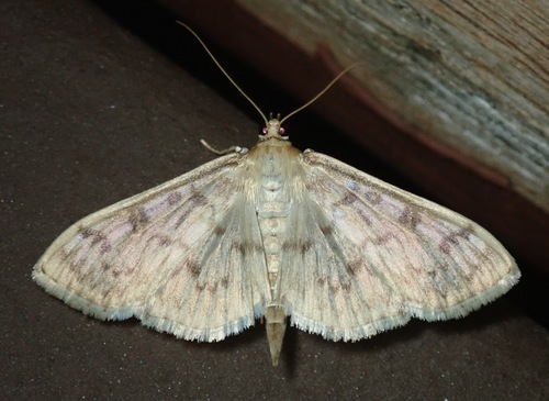 Herpetogramma aquilonalis Handfield & Handfield, 2021