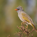 Great Pampa-Finch - Photo (c) Jorge Schlemmer, all rights reserved