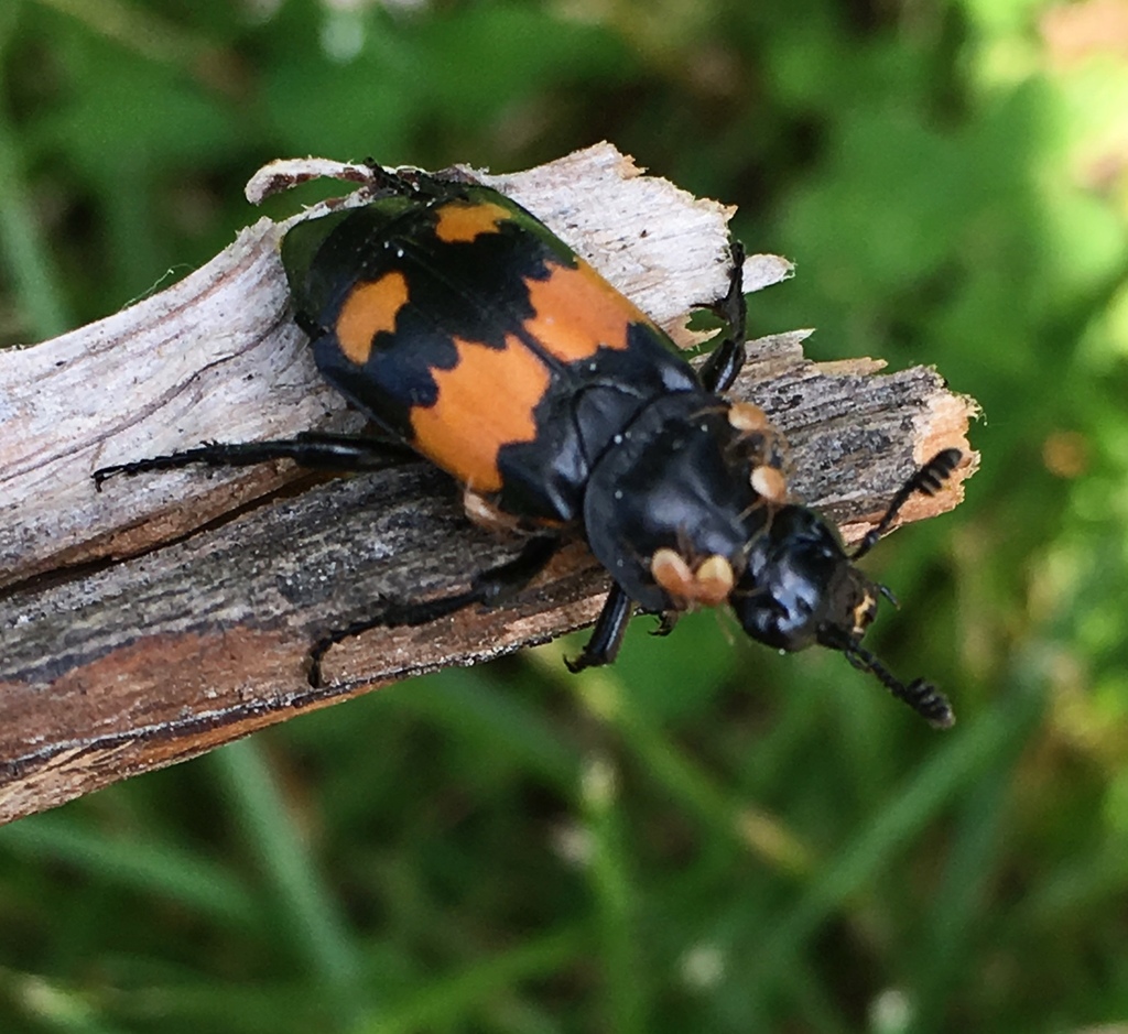 Borol Insect Boreal Burying Beetle in June 2017 by Sabina E. Are those ectoparasites ...