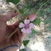 Althaea taurinensis - Photo (c) Louis Clouet, όλα τα δικαιώματα διατηρούνται, uploaded by Louis Clouet