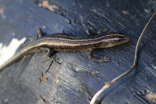Copper-tailed Skink