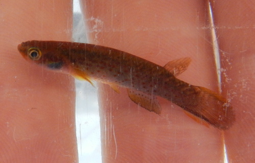 Dogtooth Rivulus