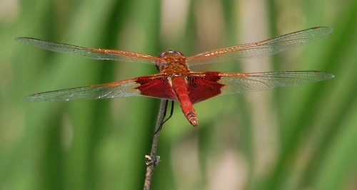 Carolina Saddlebags