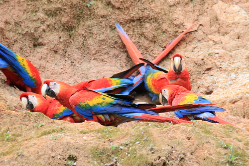 Scarlet Macaw
