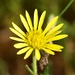 Roessleria bechuanensis - Photo (c) linda willemse, όλα τα δικαιώματα διατηρούνται, uploaded by linda willemse