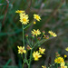 Marsh Ragwort - Photo (c) Tig, all rights reserved, uploaded by Tig