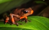 Harlequin Poison Frog - Photo (c) Mauricio Morales, all rights reserved, uploaded by Mauricio Morales