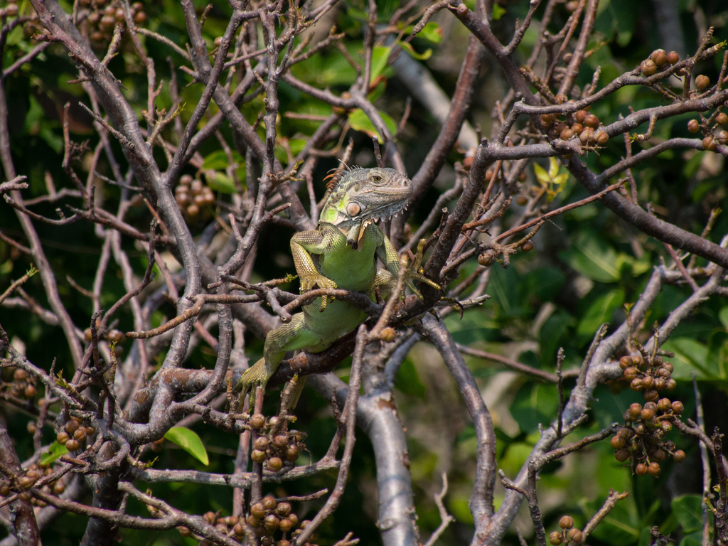 Green Iguana from Útila Island, Utila, Bay Islands, HN on May 17, 2020