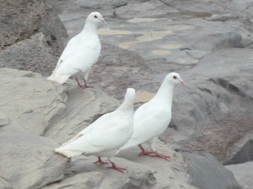 Feral Pigeon