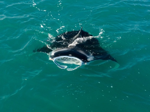 Reef Manta Ray