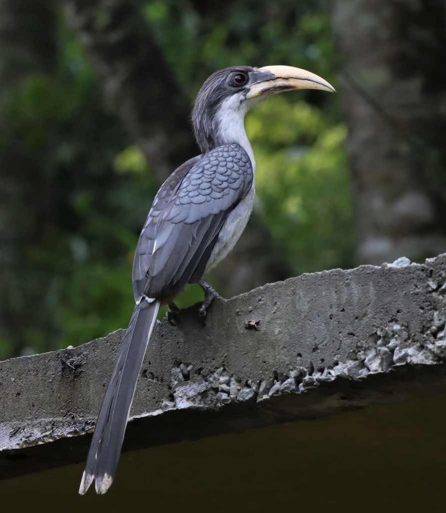 Sri Lanka Gray Hornbill (Ocyceros gingalensis) photo