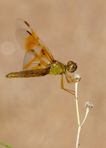 Mexican Amberwing