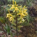 Epidendrum steyermarkii - Photo (c) Yineth Paipa, all rights reserved, uploaded by Yineth Paipa