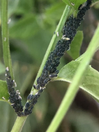 Epilobium Aphid