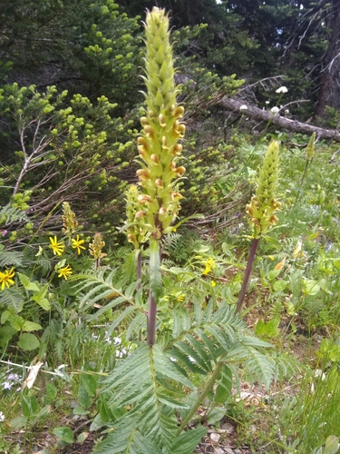 Bracted Lousewort