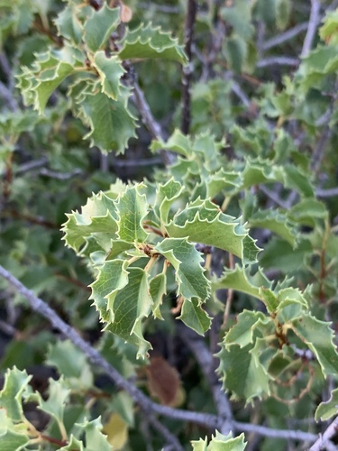 Hollyleaf cherry foliage