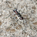 White-sand Tiger Beetle - Photo (c) Steve Collins, all rights reserved, uploaded by Steve Collins