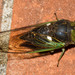 Swamp Cicada - Photo (c) Eric Williams, all rights reserved, uploaded by Eric Williams