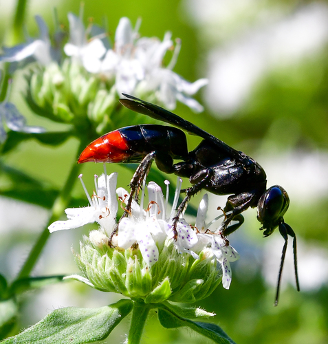 Larra analis · iNaturalist