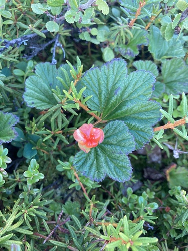 cloudberry