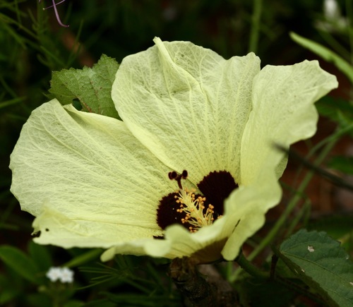 Hibiscus engleri