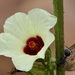 Hibiscus nigricaulis - Photo (c) linda willemse, όλα τα δικαιώματα διατηρούνται, uploaded by linda willemse