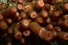 Epizoanthus scotinus image