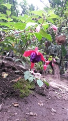 Fuchsia hybrida image
