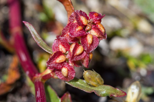 Rumex subarcticus