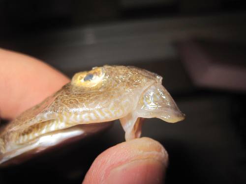 Callionymus filamentosus · iNaturalist