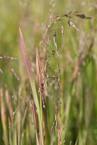 pendantgrass (Arctophila fulva)