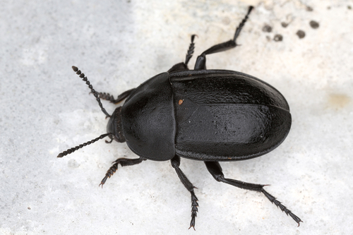 Silpha tyrolensis