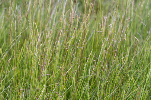 Fisher's tundragrass (Dupontia fisheri)