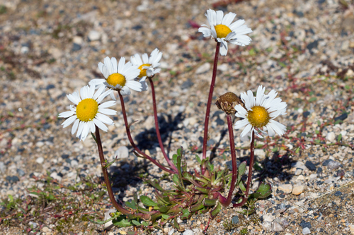 Arctanthemum