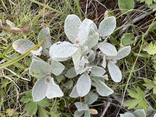 Woolly Willow