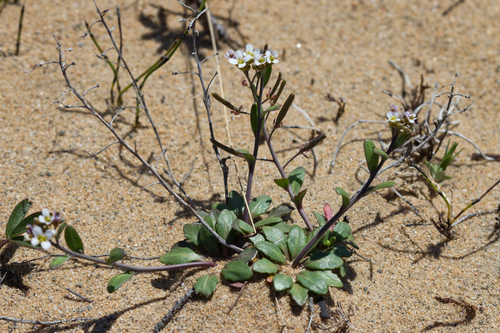 Arabidopsis arenicola