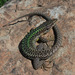 Valentin's Lizard - Photo (c) Eduard Galoyan, all rights reserved, uploaded by Eduard Galoyan