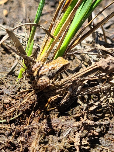 iNaturalist observation photo of Pacific chorus frog