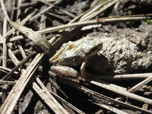 iNaturalist observation photo of Pacific chorus frog