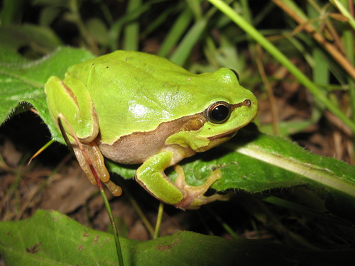 Eastern Tree Frog