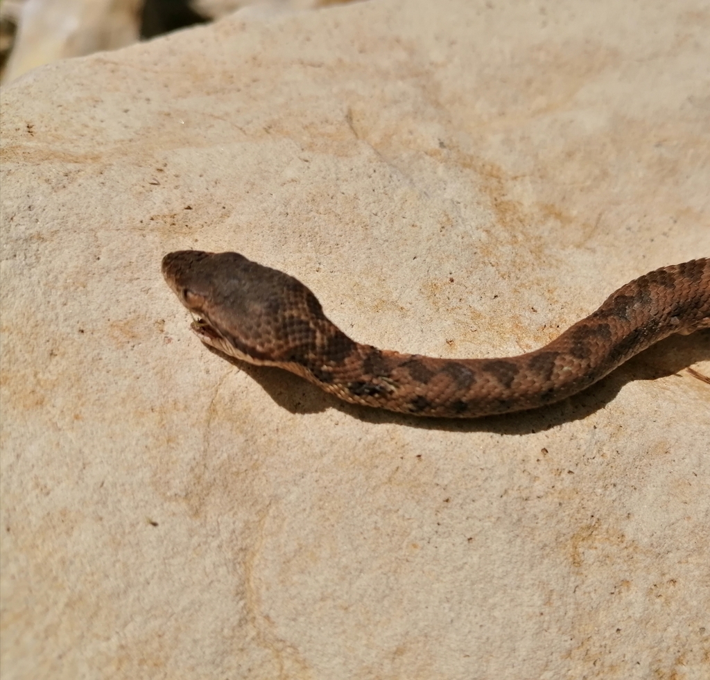 Tzotzil Montane Pit Viper from San Cristóbal de Las Casas, Chis