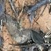 Riukiaria chelifera - Photo (c) ewicha, todos los derechos reservados