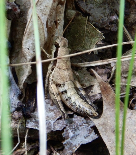 Melanoplus tribulus