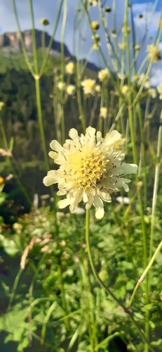 Giant Scabious