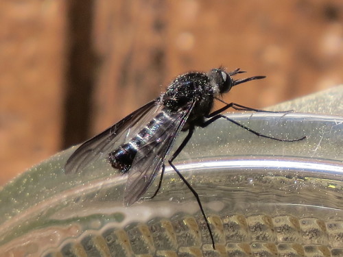 Thevenetimyia magna