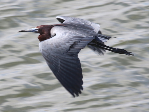 Little Blue Heron