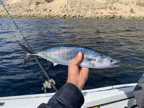 Eastern Pacific Bonito