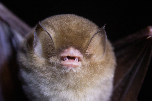 Mexican Greater Funnel-eared Bat