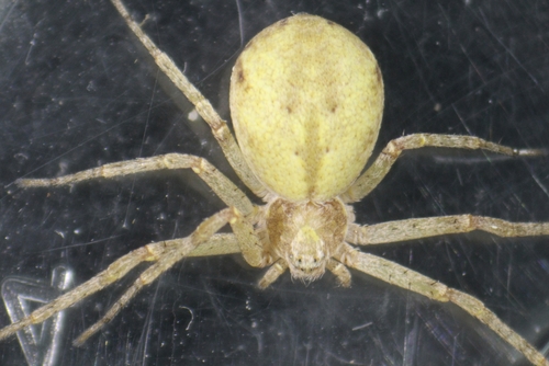 Turf Running Spider
