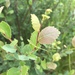 Betula pumila glandulifera - Photo (c) Eli Sagor, todos los derechos reservados, subido por Eli Sagor